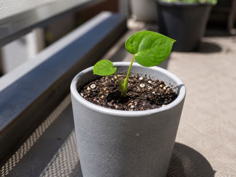 Monstera growth — 3 月