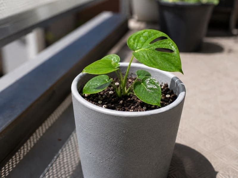 Monstera growth — 7 月